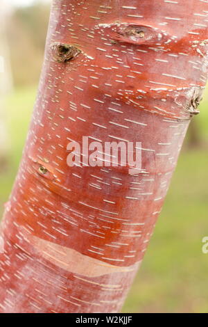 Betula albosinensis 'China Ruby'. Chinesische rote Birke Baumrinde, Großbritannien Stockfoto