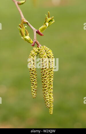 Alnus maximowiczii. Montane Erle gewachsen für ihre ornamentalen palmkätzchen. Stockfoto