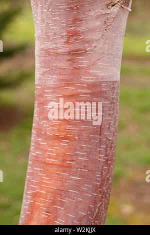 Betula albosinensis 'China Ruby'. Chinesische rote Birke Baumrinde, Großbritannien Stockfoto