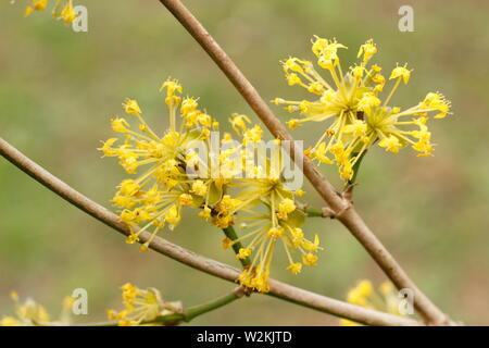 Cornus Mas'Vidubetskii', auch Cornus Mas Red Star genannt Stockfoto