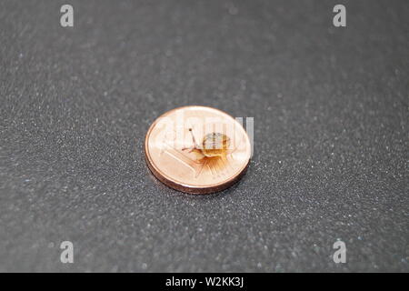 Geld ist langsam erhöhen Stockfoto