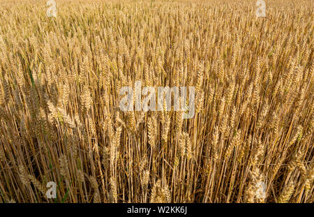 Schließen Sie herauf Bild der gelben cornfeld vor der Ernte, von oben nach unten anzeigen Stockfoto