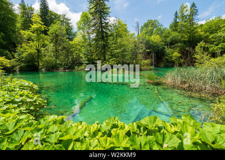 Eine atemberaubende Landschaft mit azurblauen farbige Seen in der Wildnis des Nationalparks Plitvicer Seen in Kroatien ausgeblendet Stockfoto