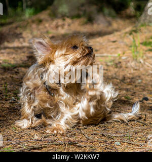 Nahaufnahme Portrait von schönen, süßen, kleinen, kleinen Hund Yorkshire Terrier, glücklich Stockfoto