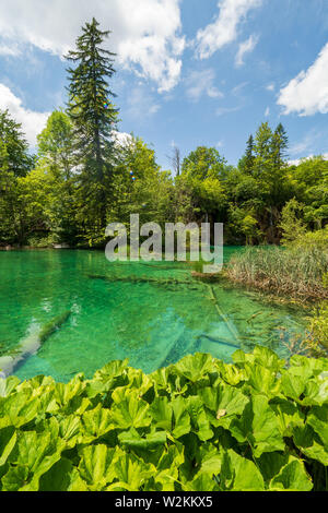 Eine atemberaubende Landschaft mit azurblauen farbige Seen in der Wildnis des Nationalparks Plitvicer Seen in Kroatien ausgeblendet Stockfoto
