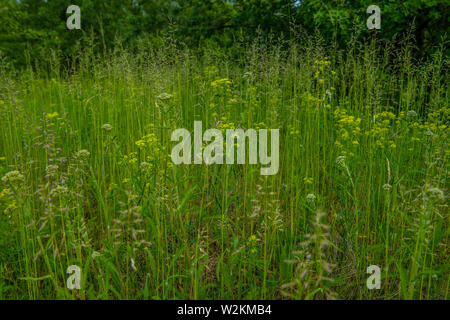 Hohen Gräsern und Wildblumen wachsen im späten Frühjahr mit den Wäldern im Hintergrund an der Mittelwesten prairie Stockfoto