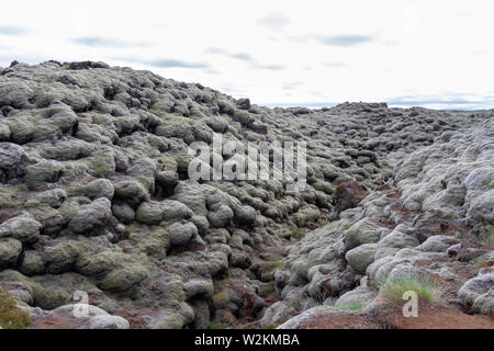 Von der Laki Lava fließt in Woolly fringe Moos bedeckt (racomitrium lanuginosum), Skaftáreldahraun, Island Lava. Stockfoto