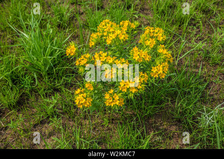 Gelbe Wildblumen in einem großen Klumpen niedrig zu Boden im späten Frühjahr wachsende im Mittelwesten prairie Stockfoto