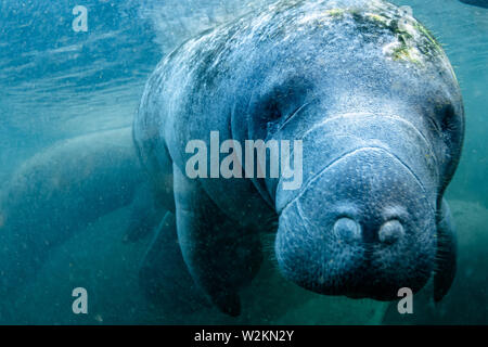 Neugierig West Indian Manatee genießen die warmen Quellwasser bei einem Kälteeinbruch in Crystal River, Florida (USA). Stockfoto