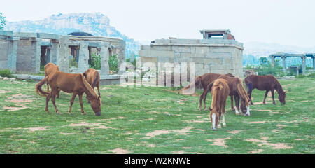 Gruppe der Pferde/Harras/Stud Stockfoto
