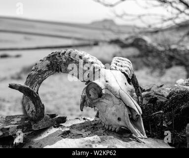 Manx ram Schädel, große Hörner Stockfoto