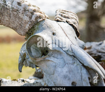 Manx ram Schädel, große Hörner Stockfoto