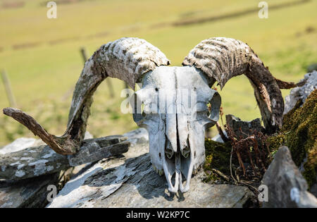 Manx ram Schädel, große Hörner Stockfoto