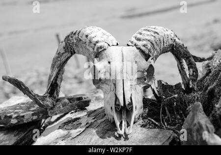 Manx ram Schädel, große Hörner Stockfoto