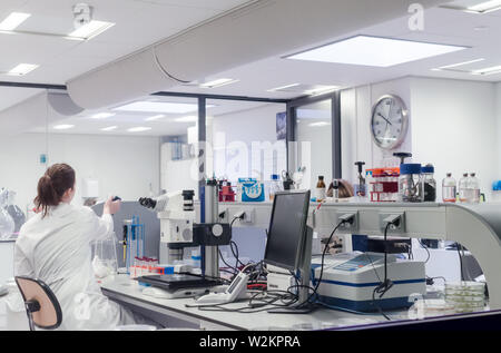 Frau arbeitet im Labor mit Mikroskop. Ansicht von hinten. Stockfoto