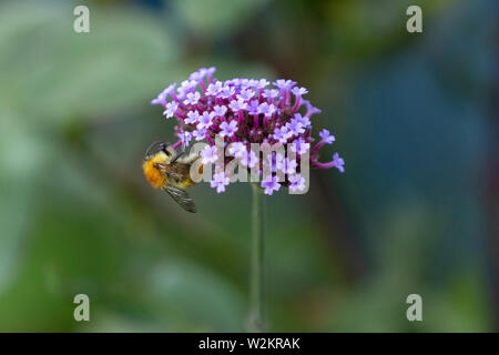 Biene auf einer Blüte im Garten Stockfoto