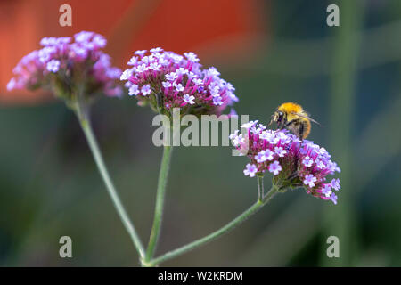 Biene auf einer Blüte im Garten Stockfoto