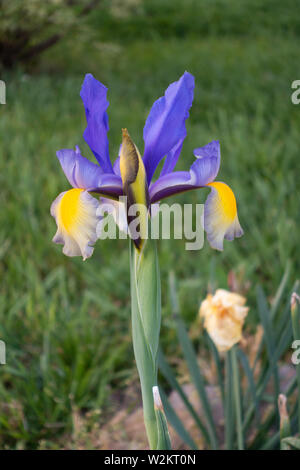 Eine einzelne blau oder violett iris Iridaceae, in der Blüte. USA. Stockfoto