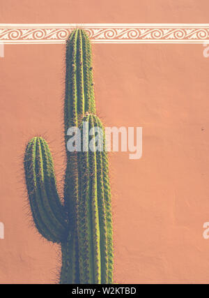 Detail eines Kaktus gegen eine Adobe Stil Ton Gebäude in Tucson im Südwesten der USA mit Kopie Raum Stockfoto