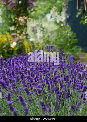 Cottage Stil englischer Garten mit blauer Lavendel, Weiße Malve, Gelb lysimachia oder felberich, Clematis und andere Garten pflanzen. Stockfoto