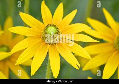 Anmerkungen orientale oder Leopards bane Blumen aus der Familie der Asteraceae oder Compositae, Blüten, in die Felder im Frühling und frühen Sommer Stockfoto