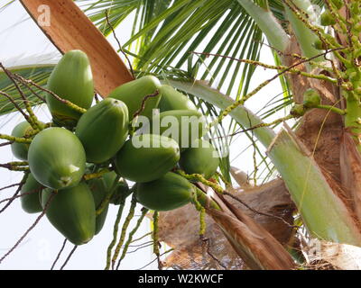Junge Kokosnüsse wachsen auf eine Kokospalme (Cocos nucifera), Anguilla, BWI. Stockfoto