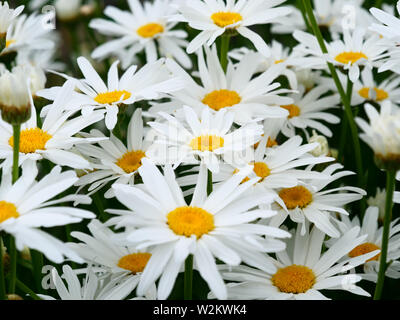 Weiße Blumen von Ox-eye Daisy oder Leucanthemum vulgare Blütezeit im Garten im Juli. Stockfoto