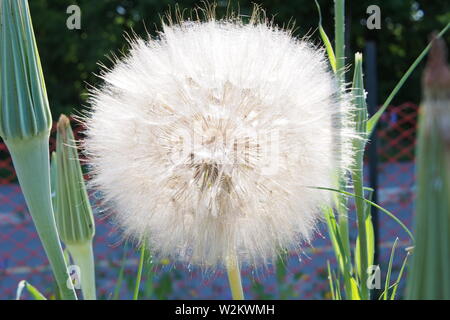 Schwarzwurzeln Goatsbeard (Wiese) in einem Garten von Ottawa, Ontario, Kanada. Stockfoto
