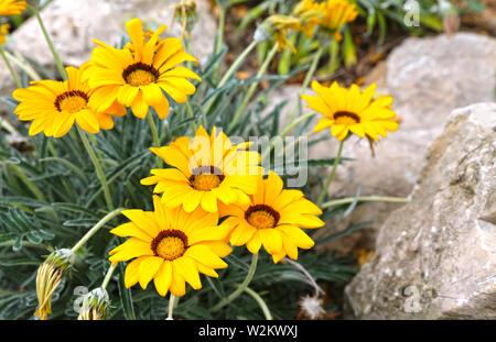 Gazania rigens gelbe Blüten mit einem braunen Kreis in der Mitte blühen im Garten Stockfoto