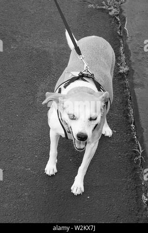 Ein Hund an der Leine Stockfoto