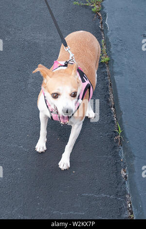 Ein Hund an der Leine Stockfoto