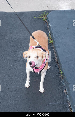 Ein Hund an der Leine Stockfoto