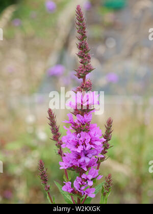 Rot Lila Blüten von Lythrum salicaria Blutweiderich, oder eine wilde Blumen und Garten Pflanze, die in den feuchten Boden in Großbritannien zu wachsen wie. Stockfoto