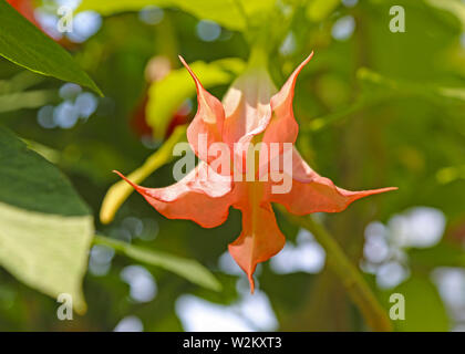 Blühenden Engelstrompeten Charles Grimaldi Engel Trompete Rüschen rosa Stockfoto