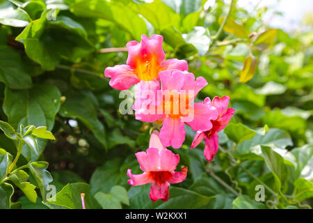 Tropische Pflanze mit roten Blumen Campsis radicans, Trompete oder Posaune Kriechgang, auch als Kuh itch Weinstock oder Kolibri Rebsorten bekannt. Stockfoto