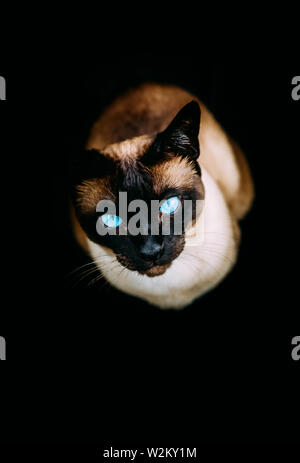 Siam Katze mit blauen Augen auf schwarzem Hintergrund Stockfoto