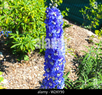 Delphinium King Arthur blau tropische Blume Nahaufnahme im Garten Stockfoto