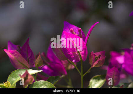 Blumen der Bougainvillea violett Anlage, die von einem Strahl der Sonne gebadet, der Hintergrund verschwommen und der Rest der Anlage dunkler Stockfoto