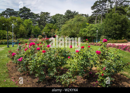 Rose' Velasquez', Parc de la Tête d'Or Park oder der Goldenen Kopf, eine große städtische Park, Lyon, Frankreich Stockfoto