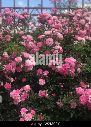 Schöne frische Rosen in der Natur. Natürliche Hintergrund, große Blütenstand der Rosen auf einem Garten Bush. Eine Nahaufnahme von einem Busch der rote Rosen auf der Gasse von Stockfoto