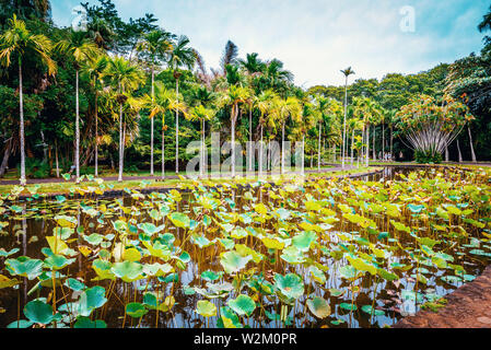 Sir Seewoosagur Ramgoolam Botanical Garden auf Paradise Island von Mauritius. Getönten Bild. Stockfoto
