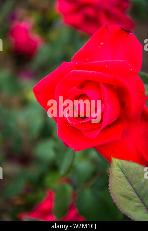 Rose' Hector Berlioz', Parc de la Tête d'Or Park oder der Goldenen Kopf, eine große städtische Park, Lyon, Frankreich Stockfoto