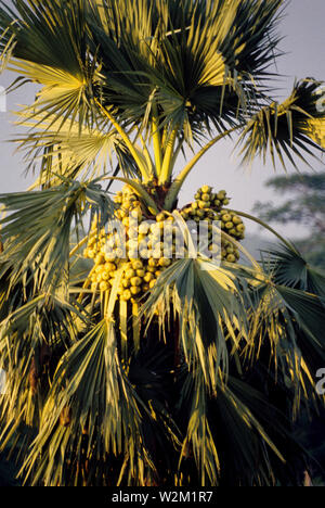 Tal ist eine Frucht, die gegessen wird. Der Baum ist auch für den Saft, der betrunken ist gerade, sondern ist auch fermentierte Todi, oder Melasse zu machen. Jessore. Bangladesch. Stockfoto