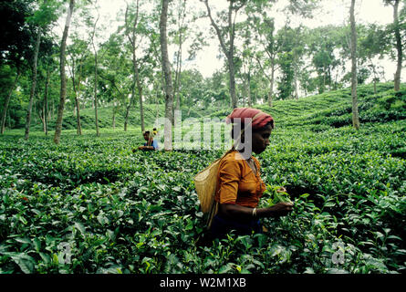 Kaffee ist eine große Industrie in Bangladesch und wächst in den niedrigen Hügeln von Chittagong und Sylhet. Der Tee Plantagenarbeiter in Sylhet sind vor allem ethnische Santals. Rupfen ist eine spezielle Fähigkeit. Zwei Blätter und eine Knospe müssen ausgerottet werden, um den besten Geschmack und die Rentabilität zu erhalten. Die surma Tee Immobilien mit über 8000 Hektar ist einer der größten Tea Gardens. Sylhet, Bangladesh. Stockfoto