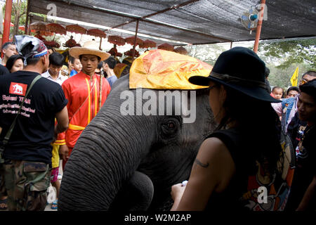 Ad Carabou (beliebte Thai Musik Celebrity) sein Haustier Elefanten füttern. Thailand. 21. Januar 2007. Stockfoto