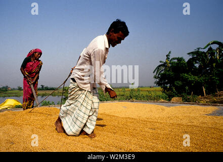 Trocknen parboiled Reis. Pabna. Bangladesch. Der Reis wird manuell verteilt, um in der Sonne zu trocknen. Stockfoto