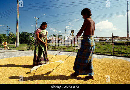 Trocknen parboiled Reis. Pabna. Bangladesch. Der Reis wird manuell verteilt, um in der Sonne zu trocknen. Stockfoto