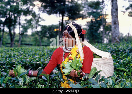 Kaffee ist eine große Industrie in Bangladesch und wächst in den niedrigen Hügeln von Chittagong und Sylhet. Der Tee Plantagenarbeiter in Sylhet sind vor allem ethnische Santals. Rupfen ist eine spezielle Fähigkeit. Zwei Blätter und eine Knospe müssen ausgerottet werden, um den besten Geschmack und die Rentabilität zu erhalten. Die surma Tee Immobilien mit über 8000 Hektar ist einer der größten Tea Gardens. Sylhet, Bangladesh. Stockfoto