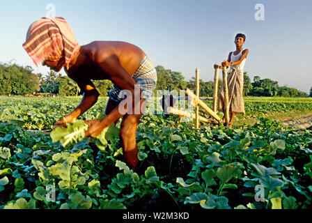 Die tritt Pumpe hat Popularität in ländlichen Landwirtschaft gewonnen. Es können Landwirte weg von Teichen und Flüssen zu pflanzen, und ist eine umweltfreundliche Form der Bewässerung. Ishurdi. Bangladesch. Stockfoto