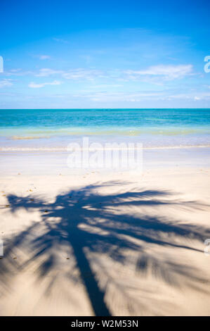 Palmen Casting Shadows am Ufer eines tropischen brasilianischen Insel Strand in Bahia, Brasilien Stockfoto